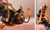 Polistes dominula